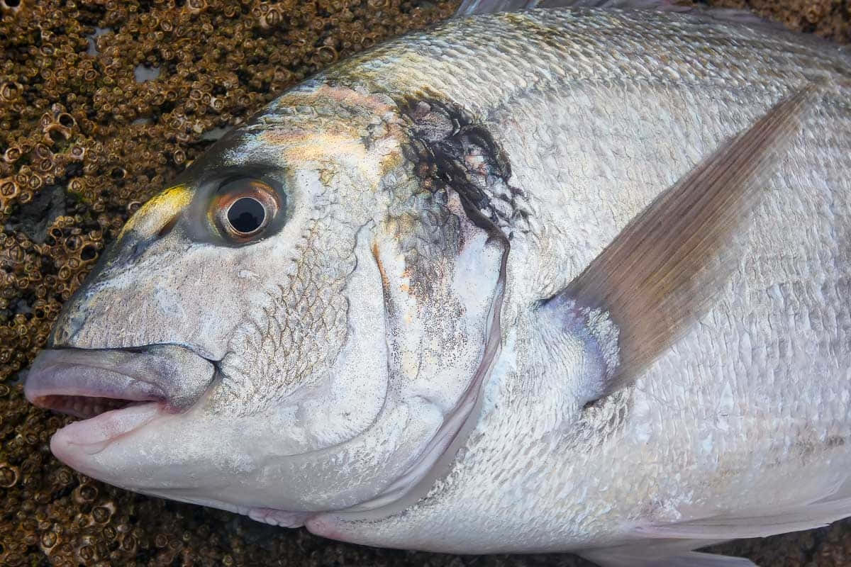  壁紙 — 銀色魚類的特寫，帶有細緻鱗片和黃色眼睛，躺在棕色藤壺床上。