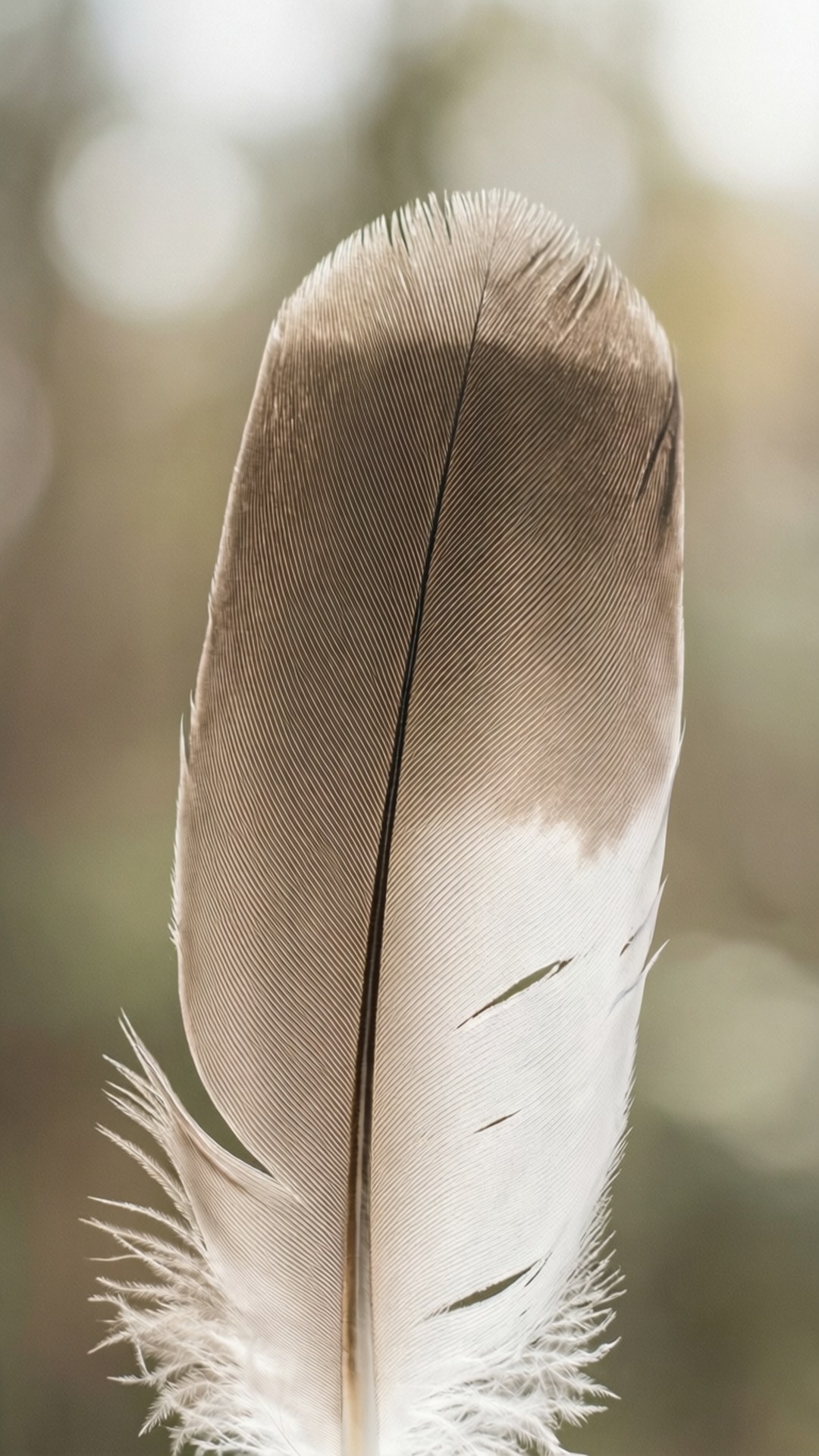 Soft Feather 壁紙 — 單一棕色和白色羽毛的特寫，帶有精細的羽枝和柔和的模糊背景。