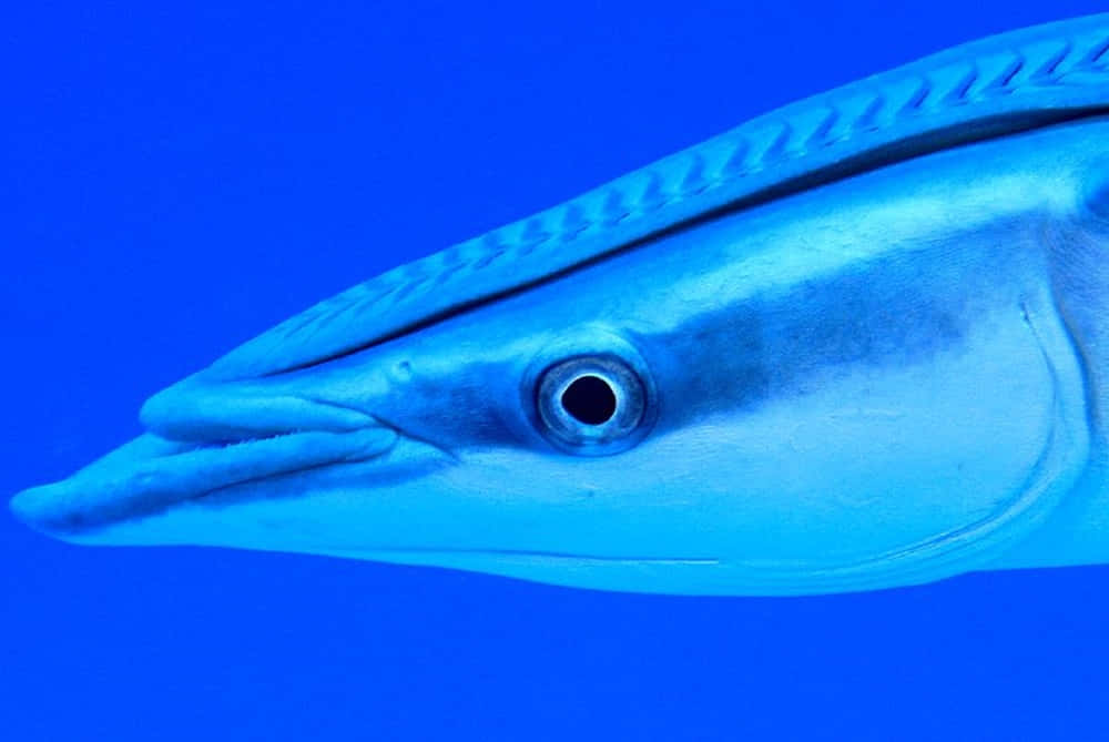 Remora 桌布 壁紙 — 一條光滑藍色魚的近距离特寫，有尖銳牙齒和大眼睛，背景是純藍色水下。