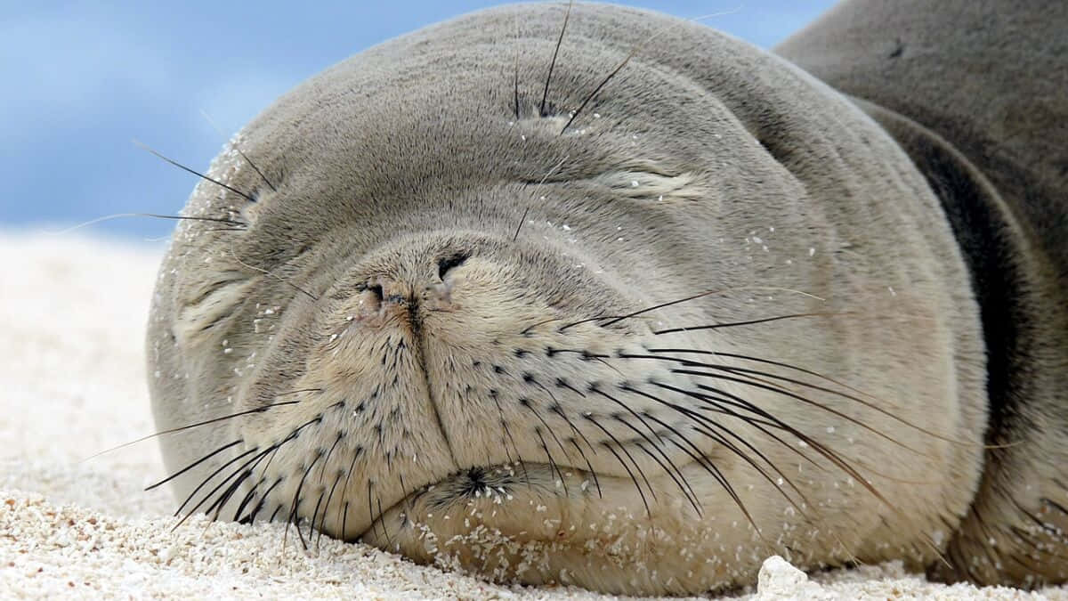  壁紙 — 一隻睡眼惺忪的海豹在陽光照耀的沙灘上平靜休息的特寫，鬍鬚上沾滿細沙。