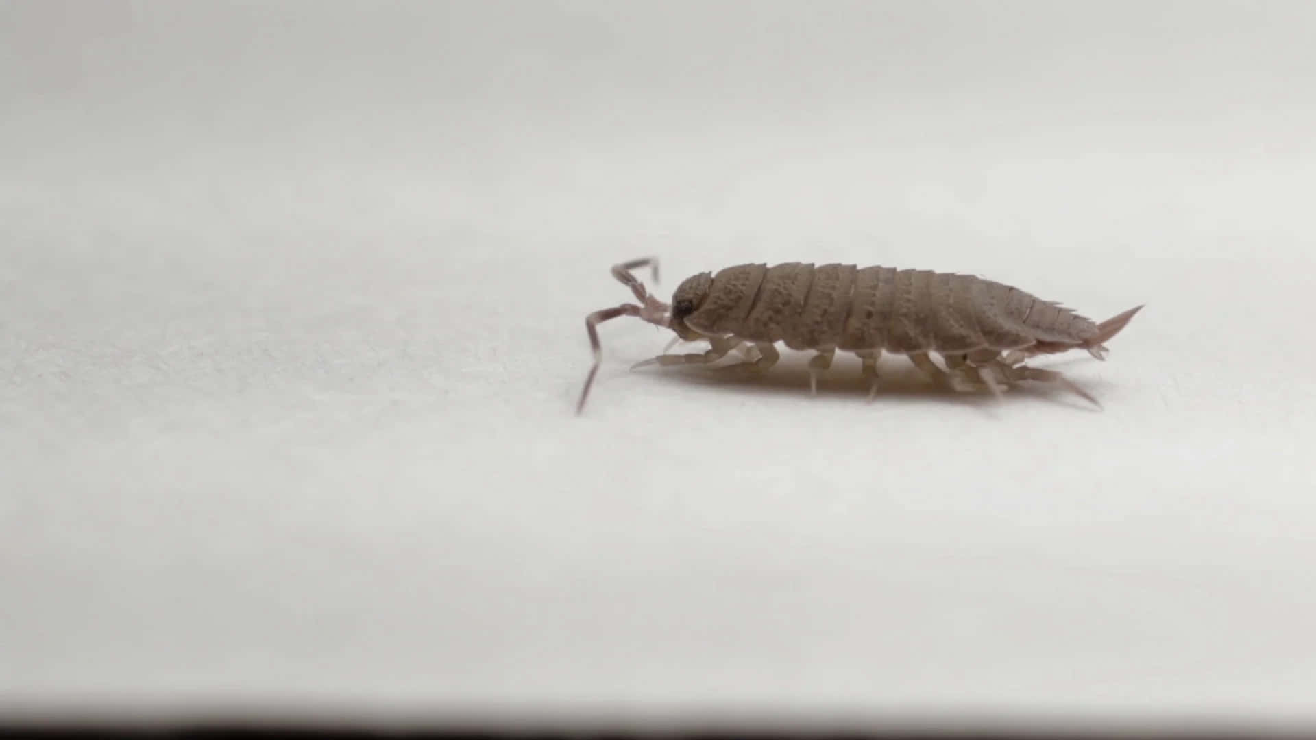  壁紙 — 一隻灰色小等足類動物在純白色紋理表面上爬行的特寫。