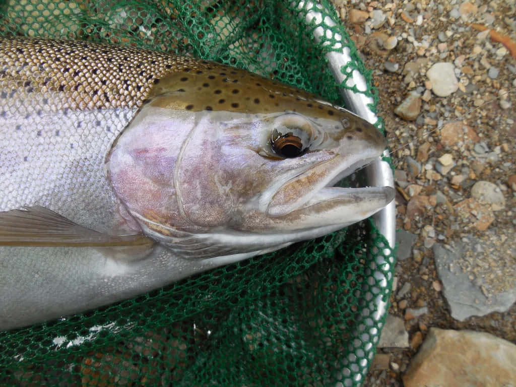  壁紙 — 特寫鏡頭：一條有斑點的褐鱒魚被困在綠色漁網中，擱在岩石河岸上。
