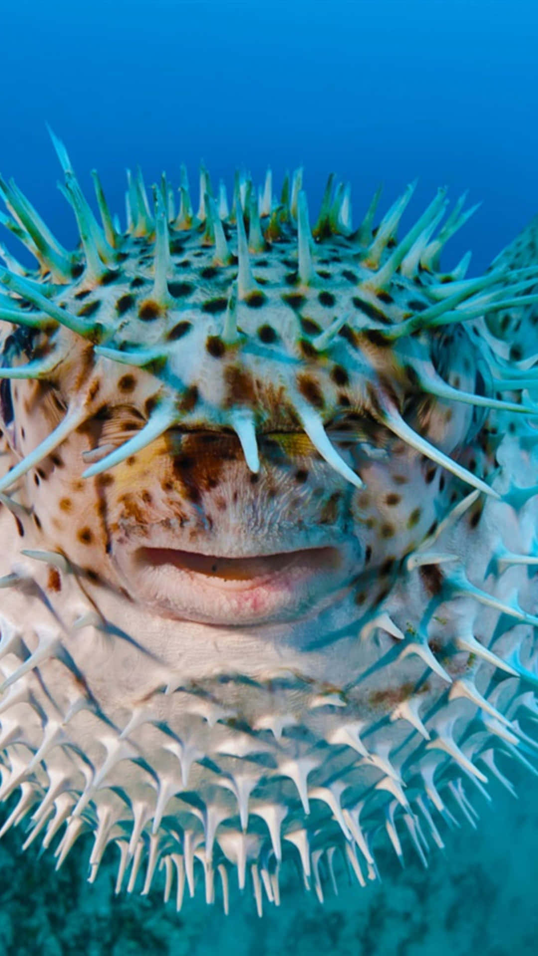  壁紙 — 水中一條閉著眼睛、嘴巴微張的刺豚魚特寫。