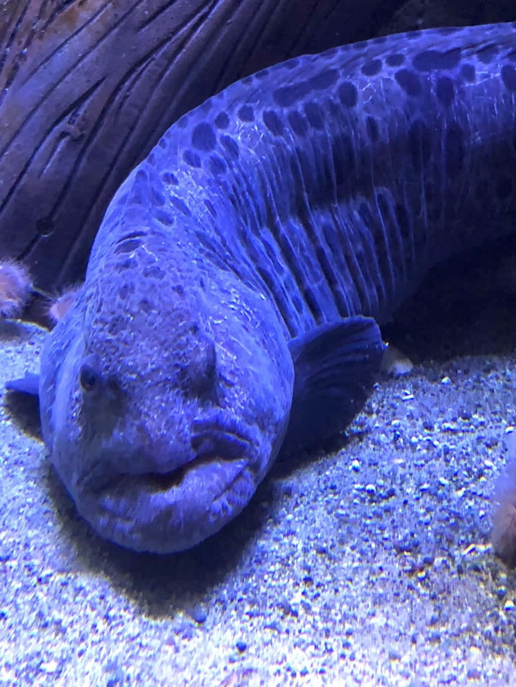  壁紙 — 一條有斑點的藍色魚在沙質海床上靠近深色珊瑚休息的特寫。