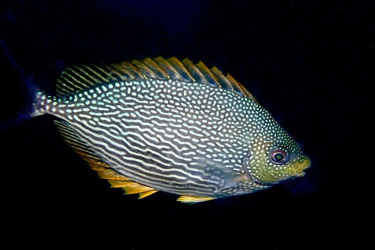  壁紙 — 一條有斑點、帶波浪銀色條紋和黃色魚鰭的魚，在漆黑的水中滑行的特寫。
