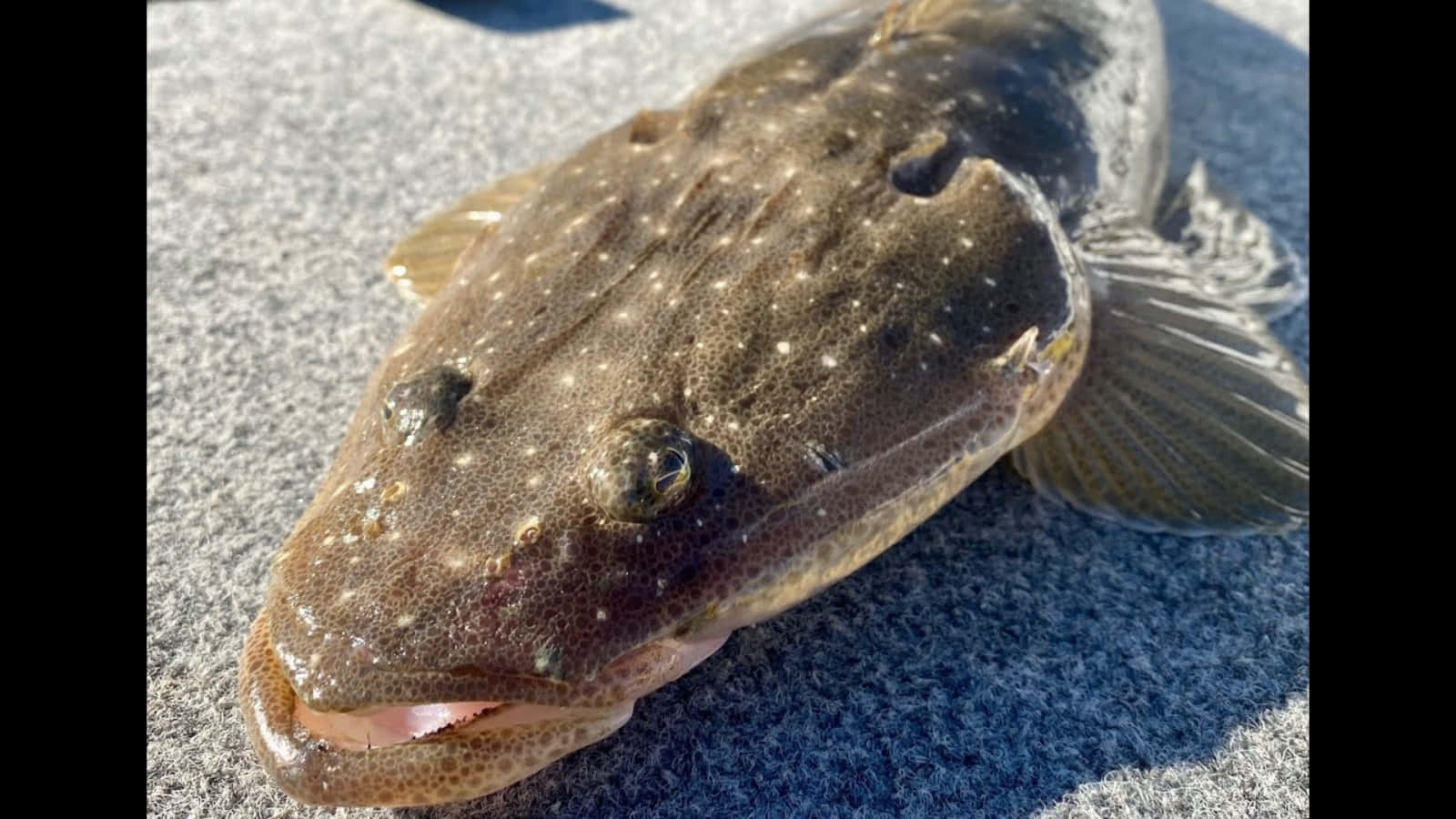 Flathead 桌布 壁紙 — 特寫鏡頭，一條有斑點的比目魚，眼睛大張，嘴巴張開，在明亮的陽光下休息在有紋理的灰色布料上。