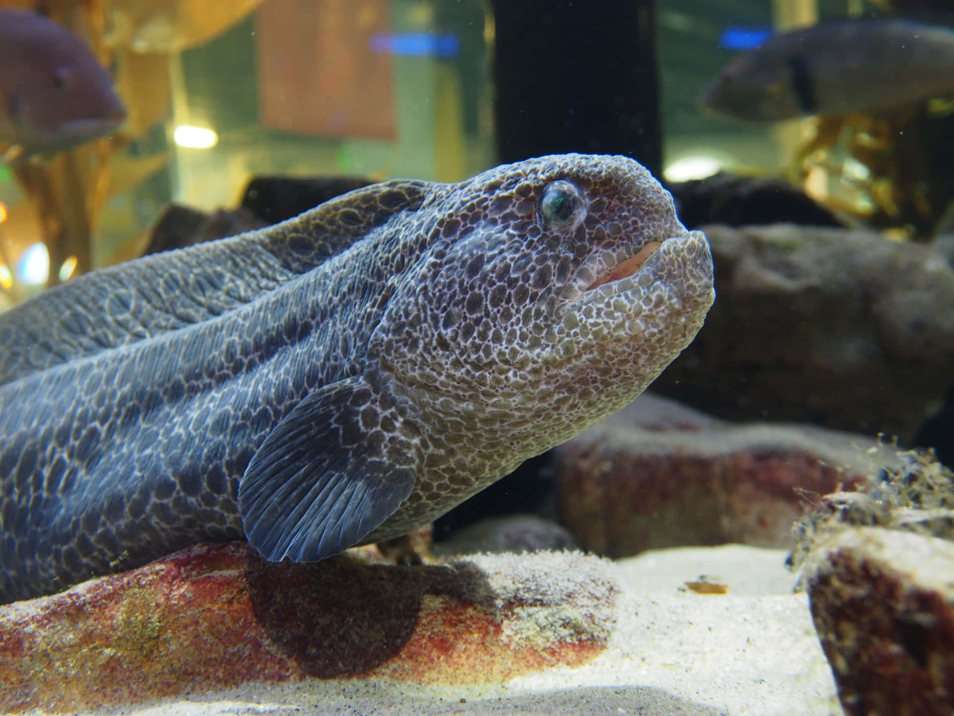  壁紙 — 特寫鏡頭：一條斑點海鰻在昏暗的水族箱中，於沙石上休息，背景有模糊的魚。