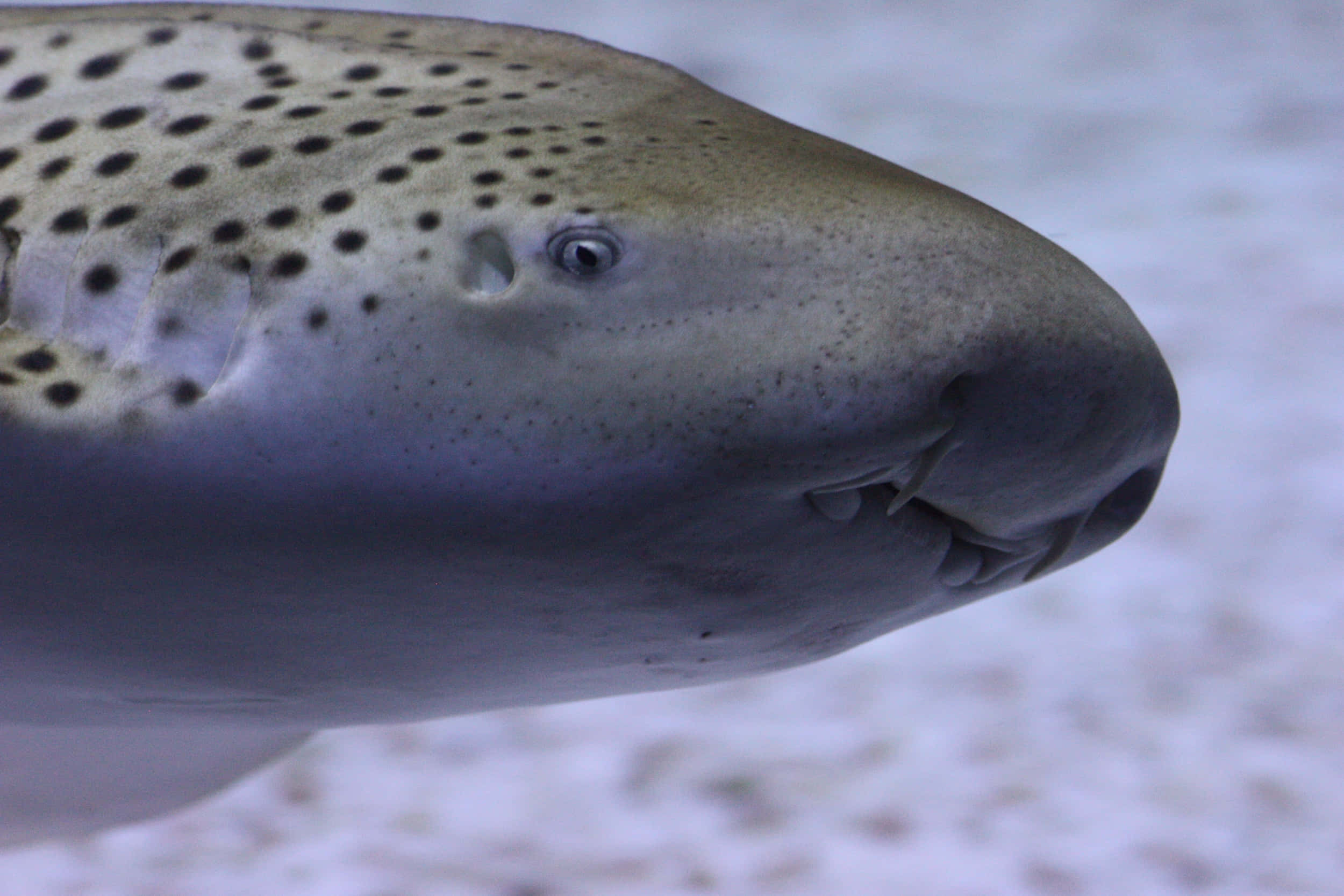 Zebra Shark 桌布 壁紙 — 斑點鯊魚頭部特寫，細節紋理清晰，表情平靜，背景為模糊的沙地。