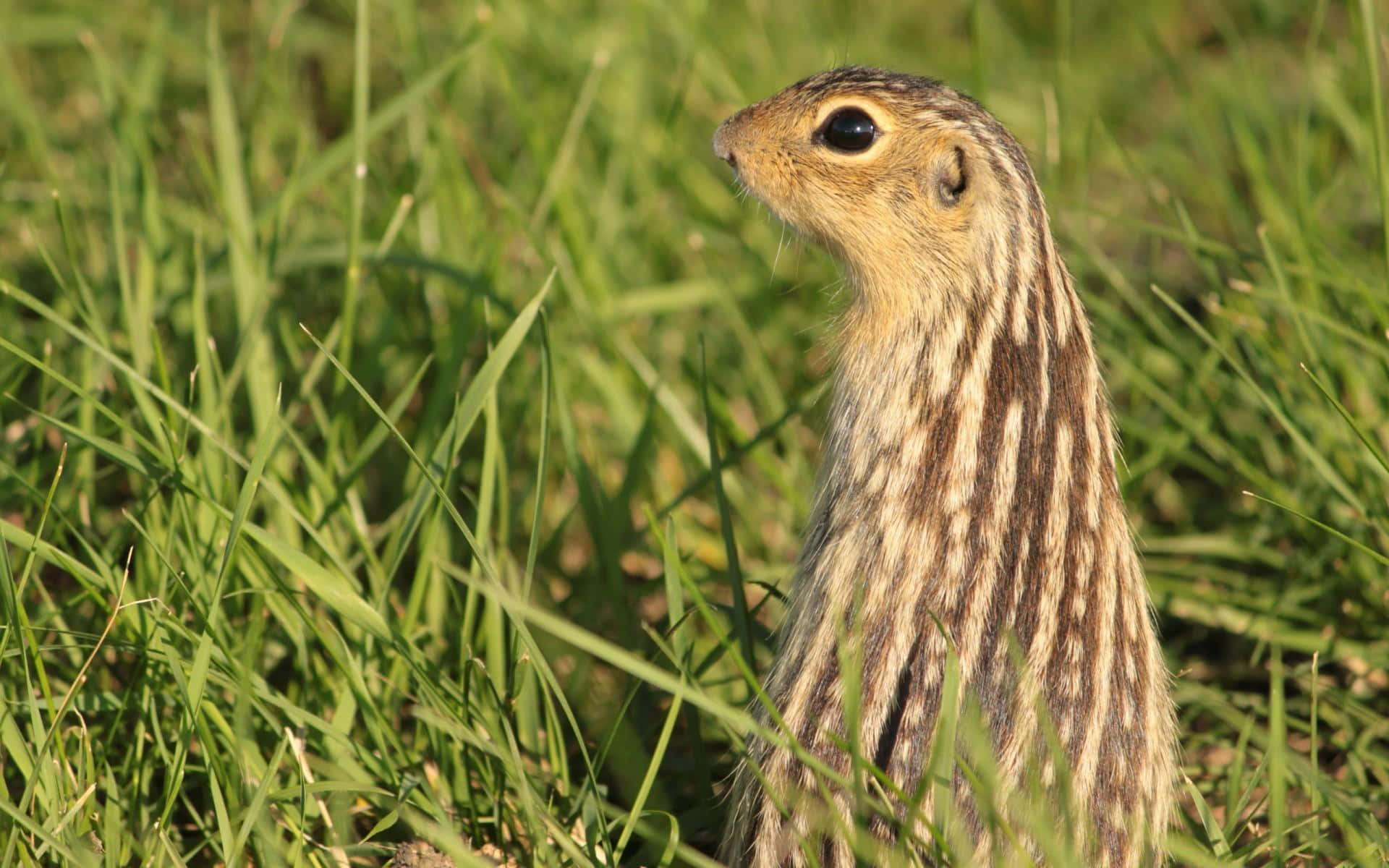 Gopher 桌布 壁紙 — 一隻條紋地松鼠在明亮陽光下的鮮綠色草叢中警覺站立的特寫。