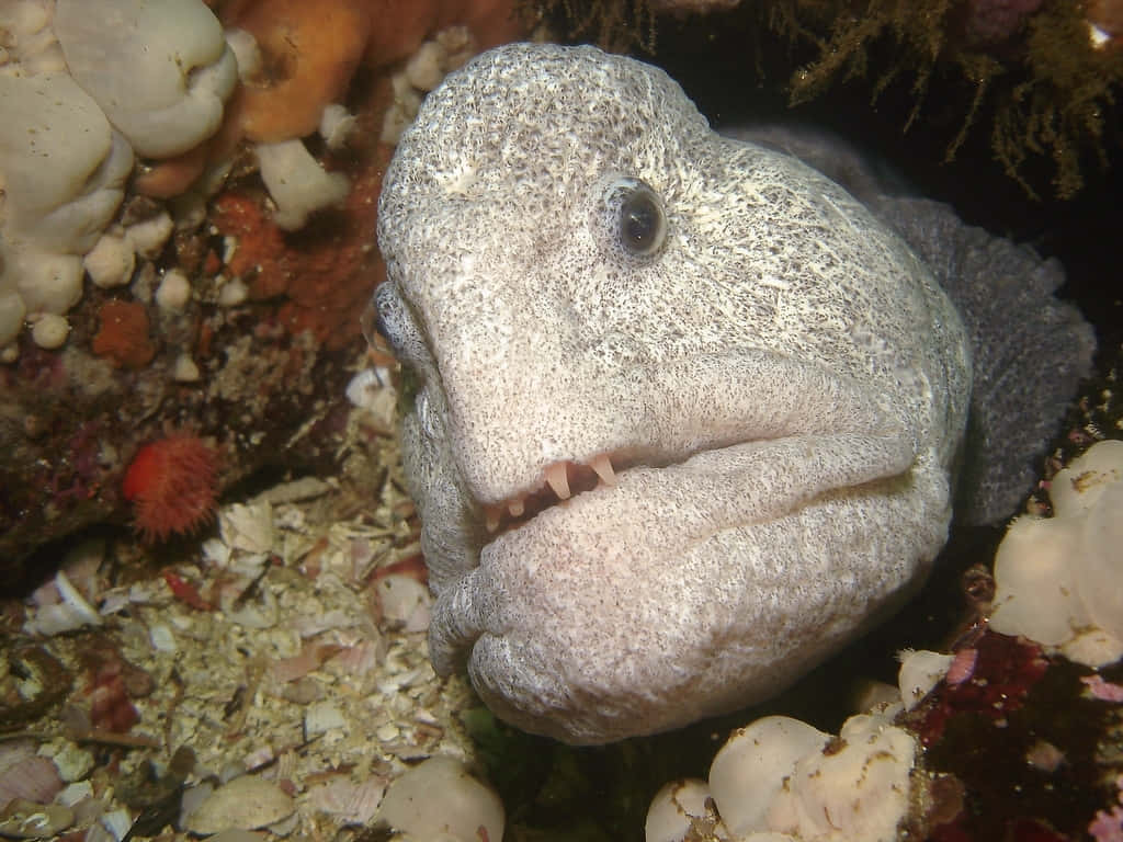  壁紙 — 特寫一條有紋理的鰻魚，嘴巴寬闊，牙齒清晰可見，從佈滿珊瑚和貝殼的海底探出頭來。
