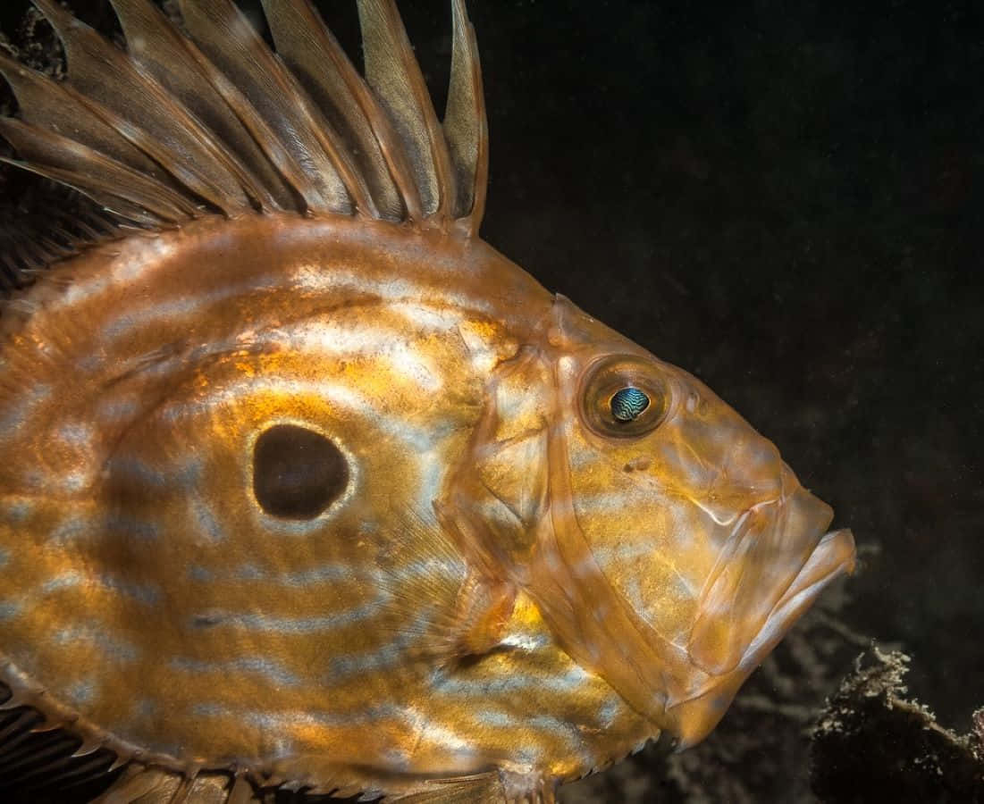  壁紙 — 特寫一條有紋理的金魚，擁有突出的眼睛和尖刺的背鰭，背景是黑暗的水下環境。