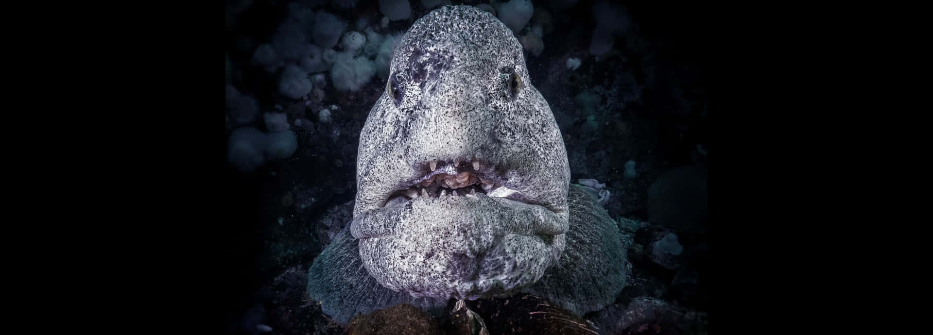  壁紙 — 一個特寫鏡頭，展示一條有紋理、灰白色的魚，長有尖銳牙齒，從黑暗的水下場景中直視前方。