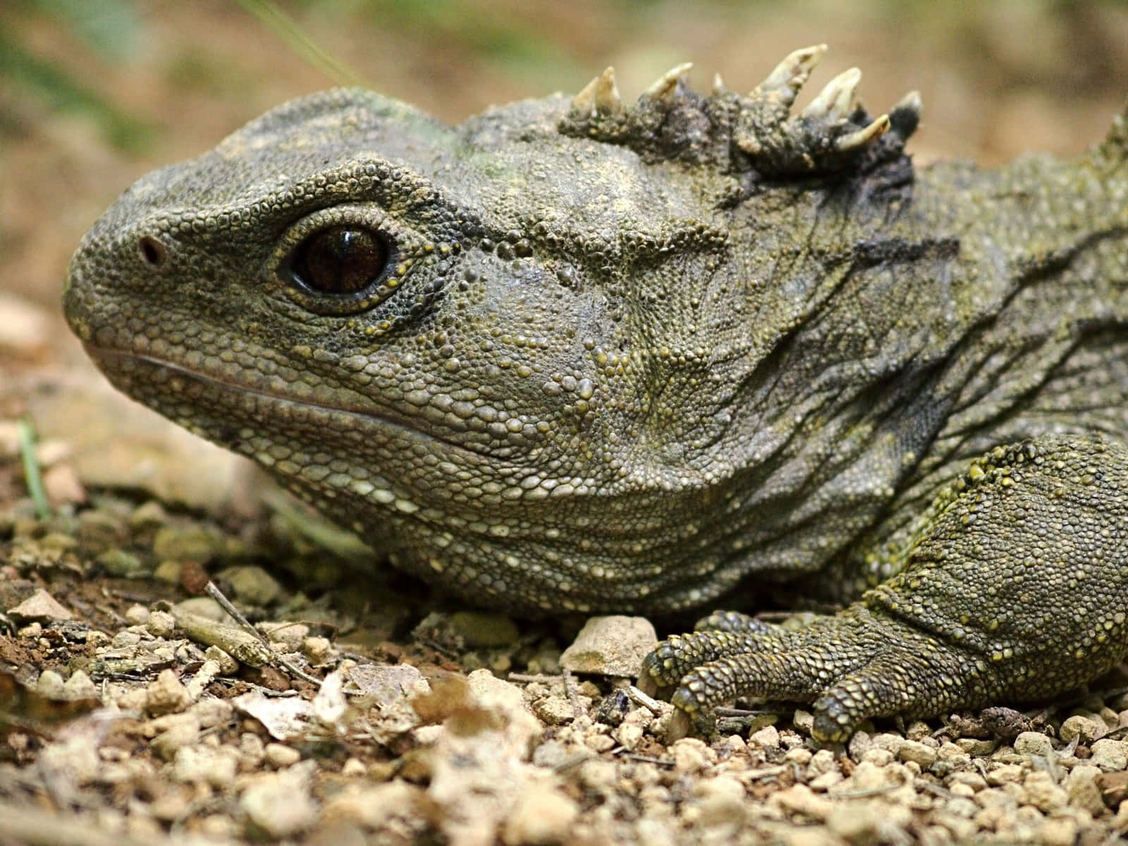  壁紙 — 特寫鏡頭：一隻紋理豐富的綠色大蜥蜴（Tuatara）躺在碎石上，帶有尖刺冠和細緻鱗片。