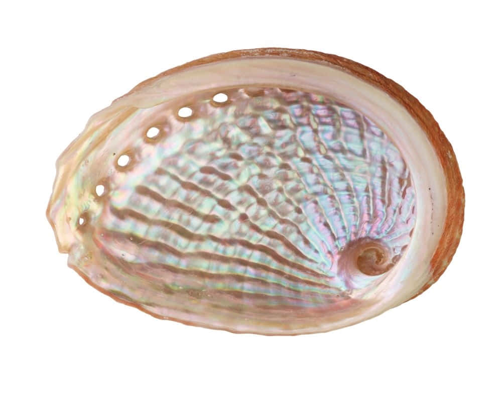  壁紙 — 一個充滿活力的鮑魚殼特寫，展示出虹彩般的粉紅、藍色和綠色色調，邊緣有一排孔洞。