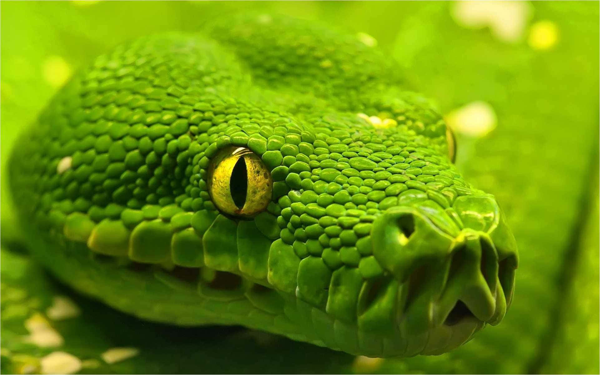 Anaconda 桌布 壁紙 — 一條充滿活力的綠色樹蛇，帶有引人注目的黃色眼睛，棲息在茂密的樹葉上。