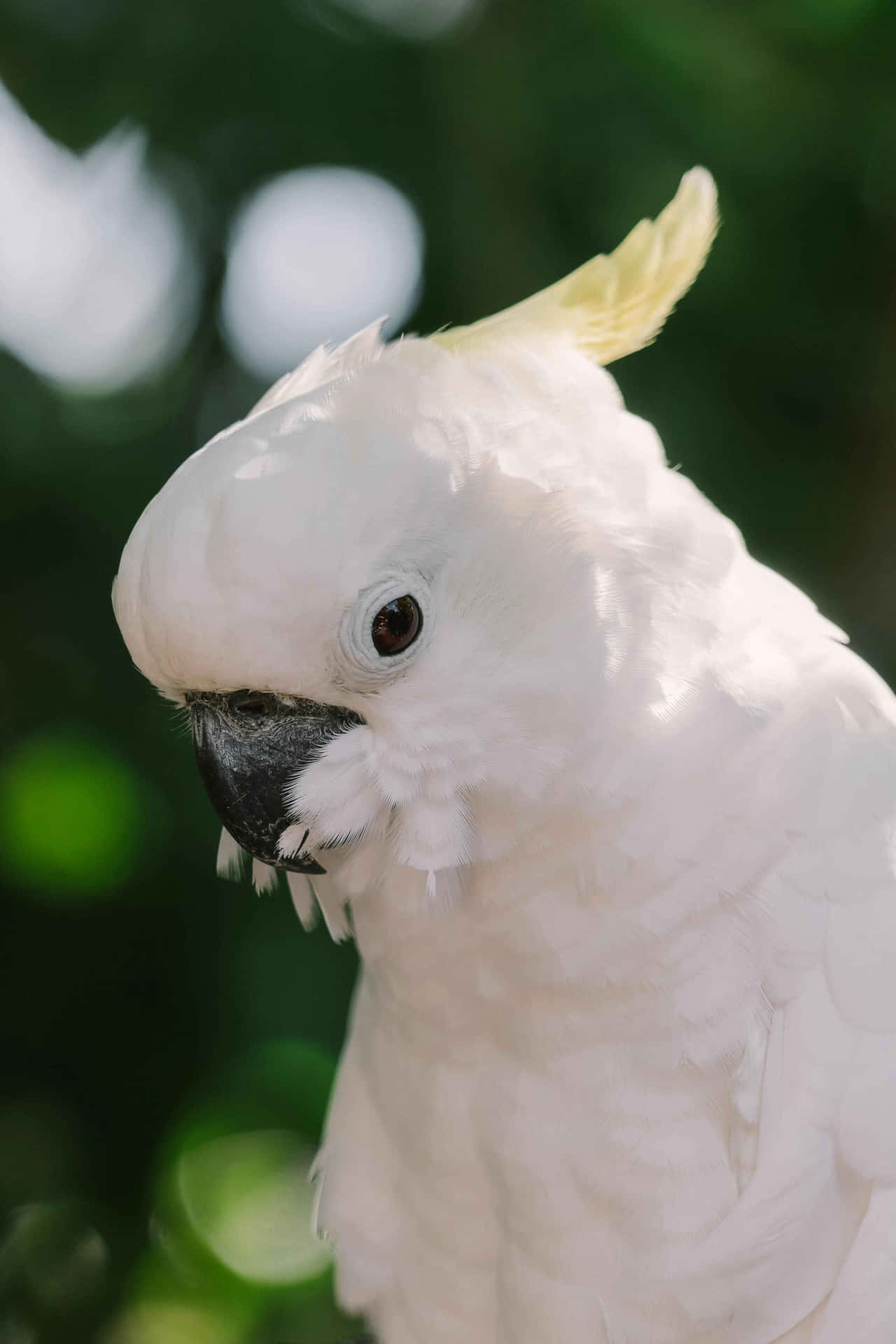  壁紙 — 一隻白色鳳頭鸚鵡的特寫，黃色冠羽豎起，背景是模糊的綠色。