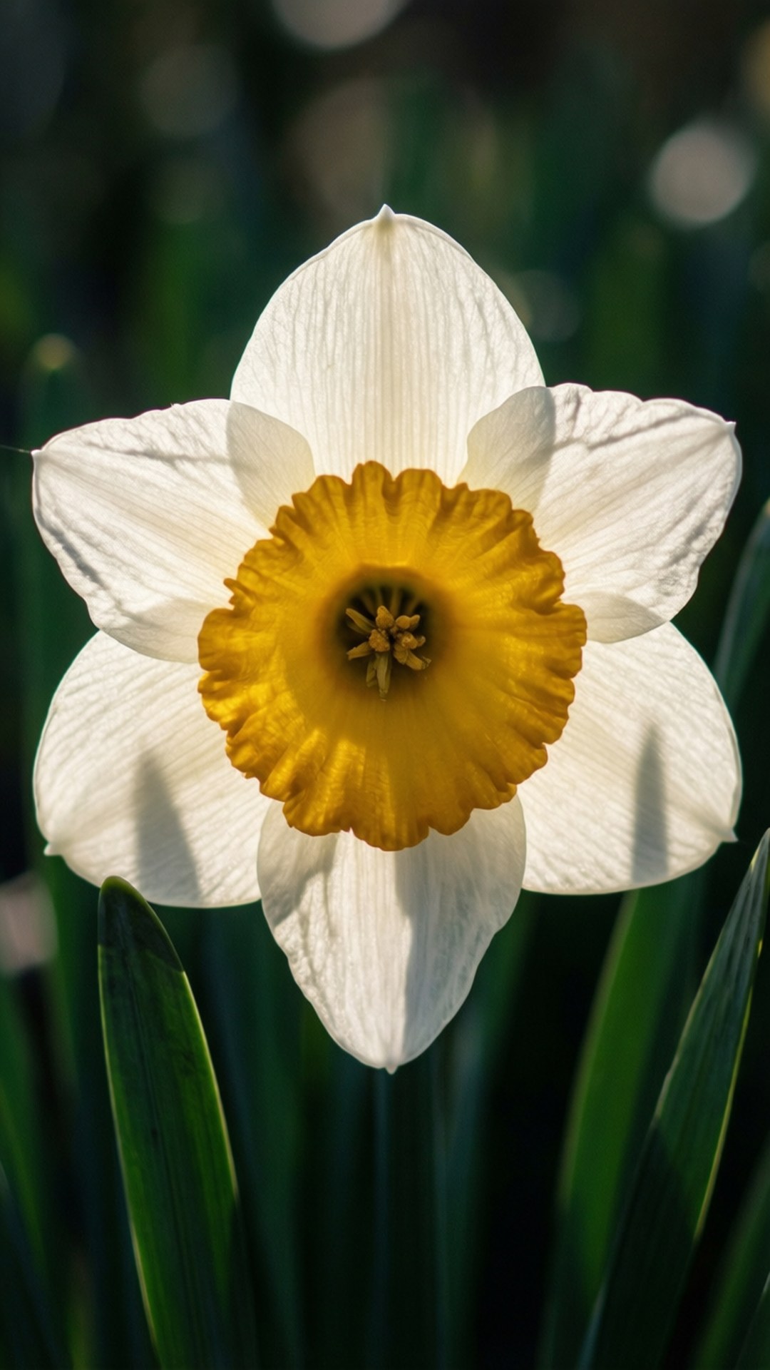 White Narcissus Macro 壁紙 — 白色水仙花的特寫，帶有明亮的黃色喇叭形中心，在柔和陽光下對著模糊的綠色樹葉發光。