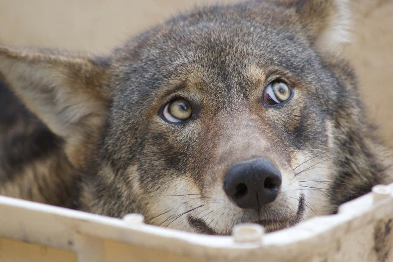 Wolf Eyes 桌布 壁紙 — 狼的特寫，牠的銳利目光在木箱邊緣窺視，搭配柔和自然光。