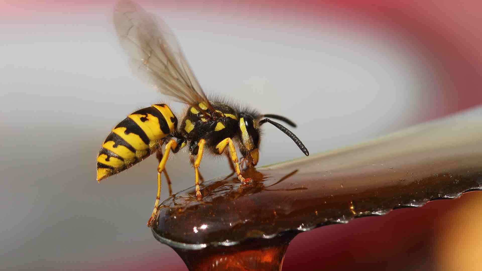  壁紙 — 一隻黃黑相間的黃蜂優雅地停在一滴閃閃發光的蜂蜜上的特寫。