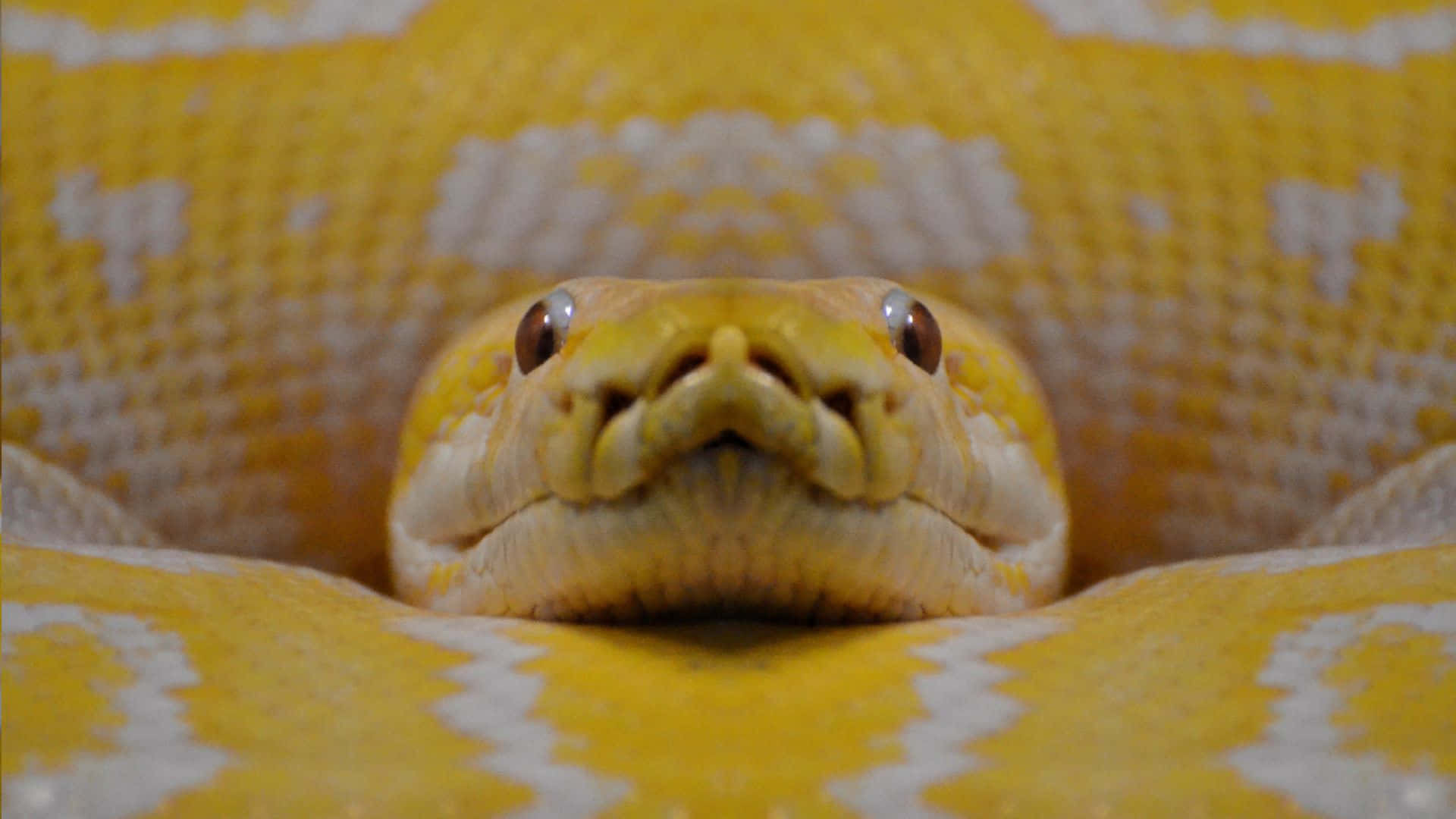 Anaconda 桌布 壁紙 — 黃色蟒蛇頭部特寫，眼睛銳利，鱗片帶有圖案，以柔和焦點盤繞。