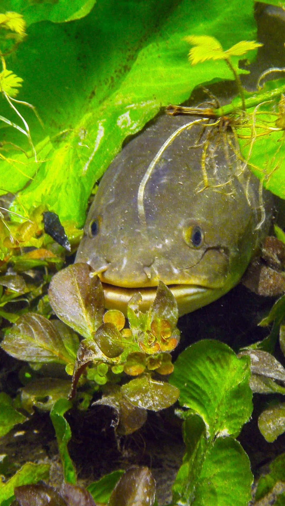  壁紙 — 鯰魚在茂盛綠色水生植物中窺視的微距特寫，呈現充滿活力的水下場景。