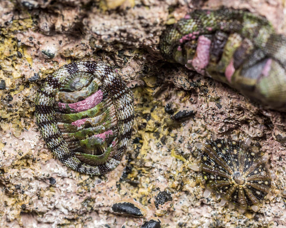  壁紙 — 色彩繽紛的石鱉（chitons）特寫，帶有粉紅色和綠色的甲殼，緊貼在質感豐富、佈滿藻類的岩石表面。