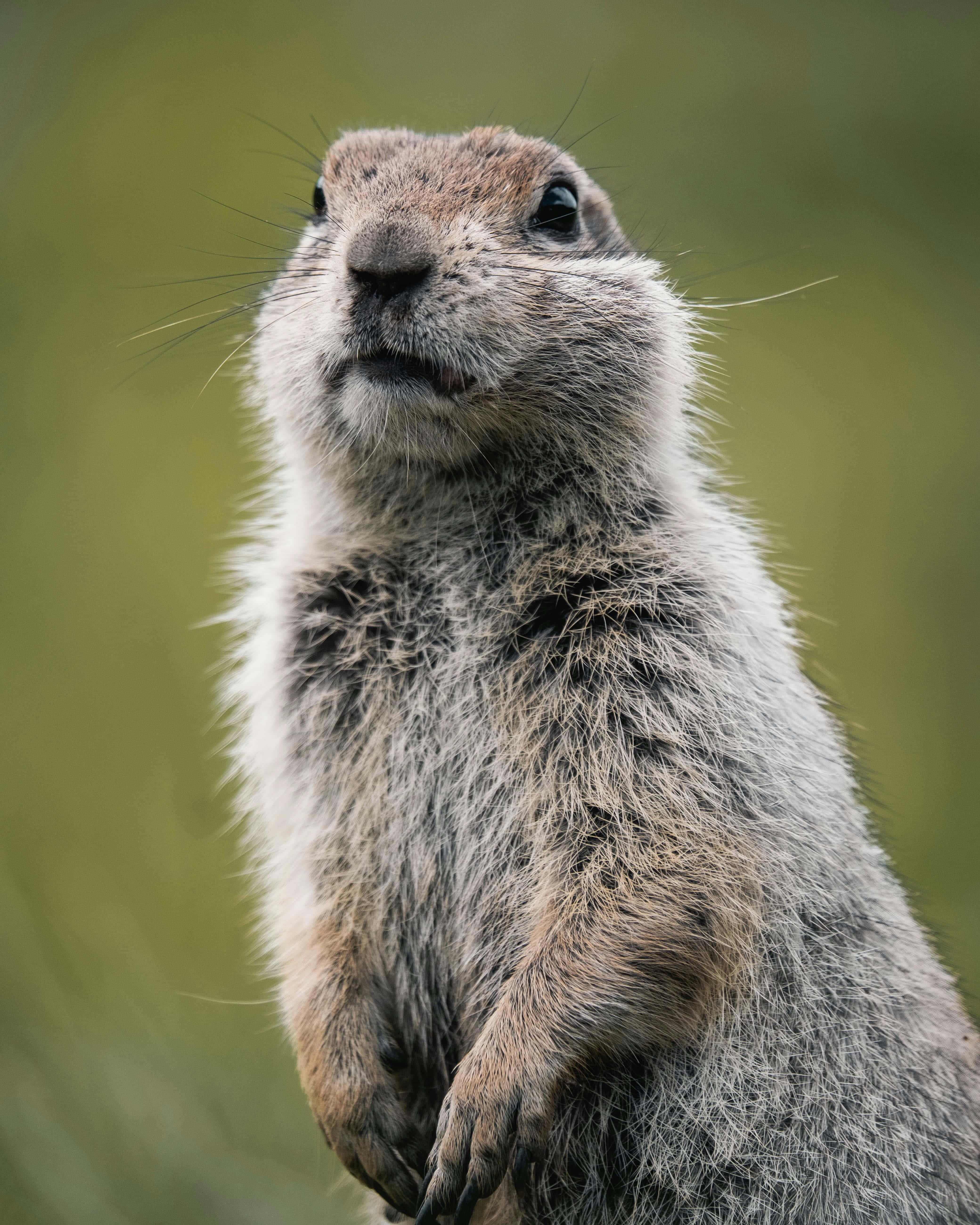 Woodchuck 桌布 壁紙 — 一隻好奇的土撥鼠在柔和的綠色模糊背景下用後腿直立站立的特寫。