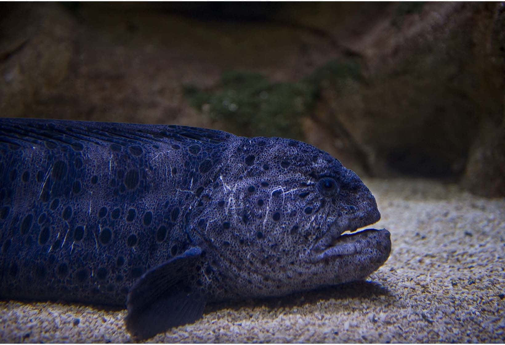  壁紙 — 一條深色斑點鰻魚在沙質海床上休息的特寫，背景為岩石。