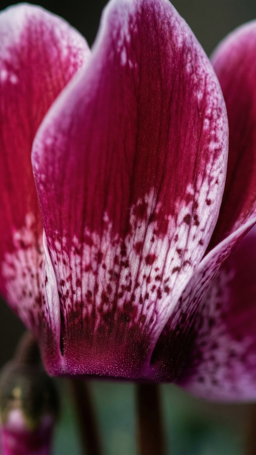 Intricate Cyclamen Petals 壁紙 — 深紫紅色仙客來花的特寫，帶有白色斑點的花瓣和天鵝絨般的質感，背景是模糊的綠色。