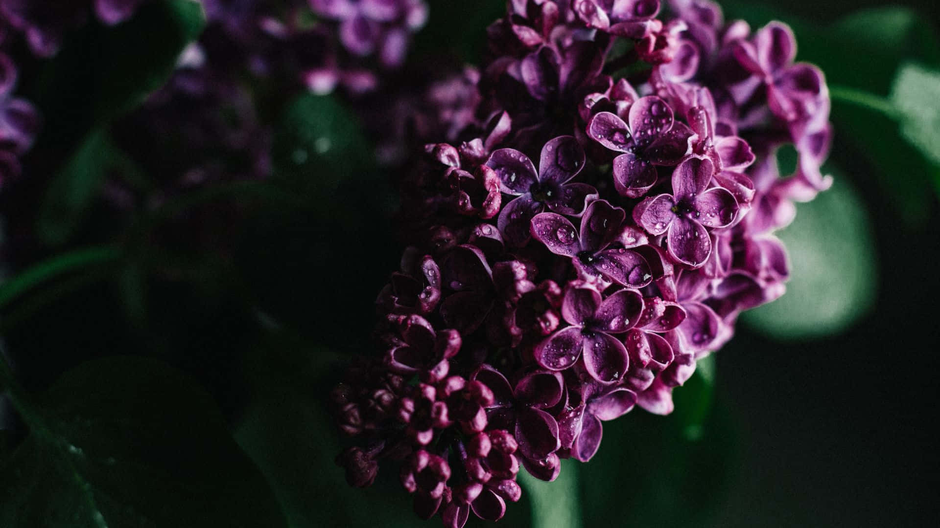  壁紙 — 深紫色丁香花特寫，在深綠色葉片襯托下閃爍著露珠。