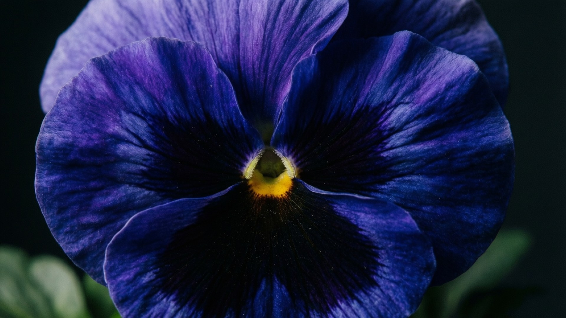 Deep Blue Velvet Pansy 壁紙 — 深紫色三色堇的特寫，帶有鮮黃色的中心，背景為深色。