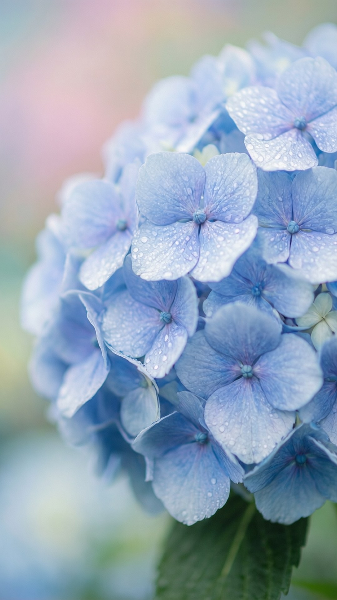 Hydrangea Dew 壁紙 — 柔和的粉彩模糊背景下，精緻的藍色繡球花閃爍著露珠的特寫。