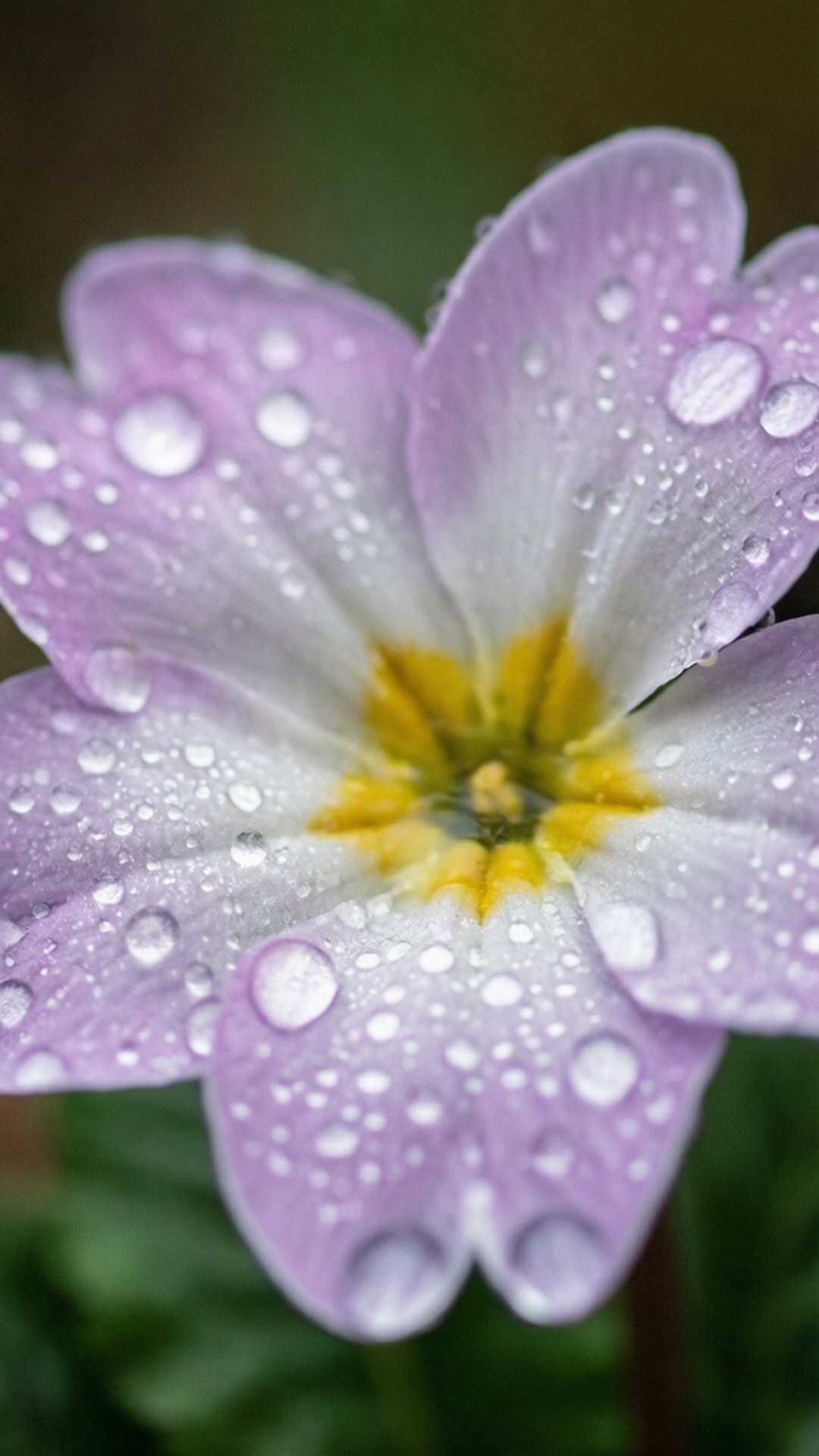Rain-Kissed Spring Bloom 壁紙 — 一朵精緻的紫白色報春花近照，花瓣上閃爍著水珠，中心鮮黃色。