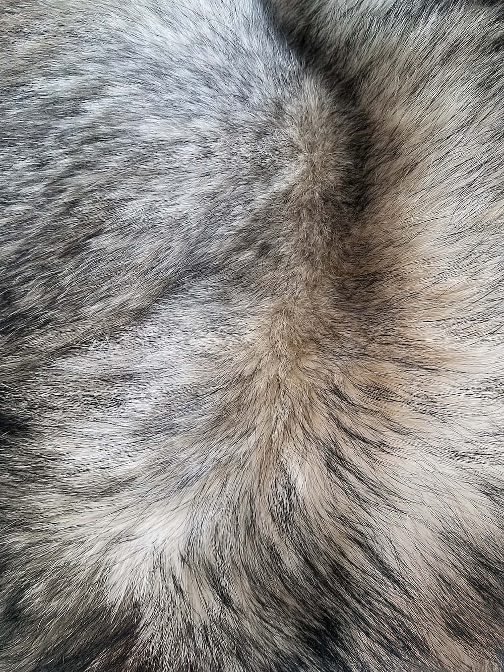 fur 桌布 壁紙 — 灰色和白色濃密毛髮的特寫，具有自然質感，柔和光線突出每一根毛髮。