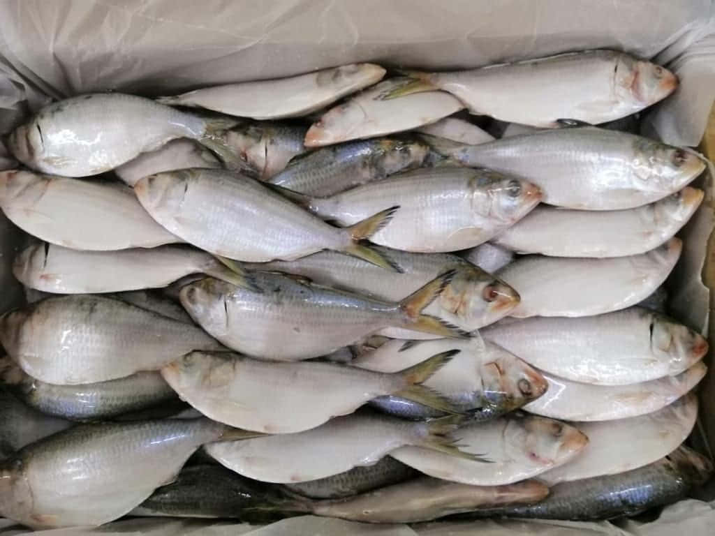  壁紙 — 新鮮銀色魚類緊密包裝在鋪有蠟紙的紙板箱中的特寫。