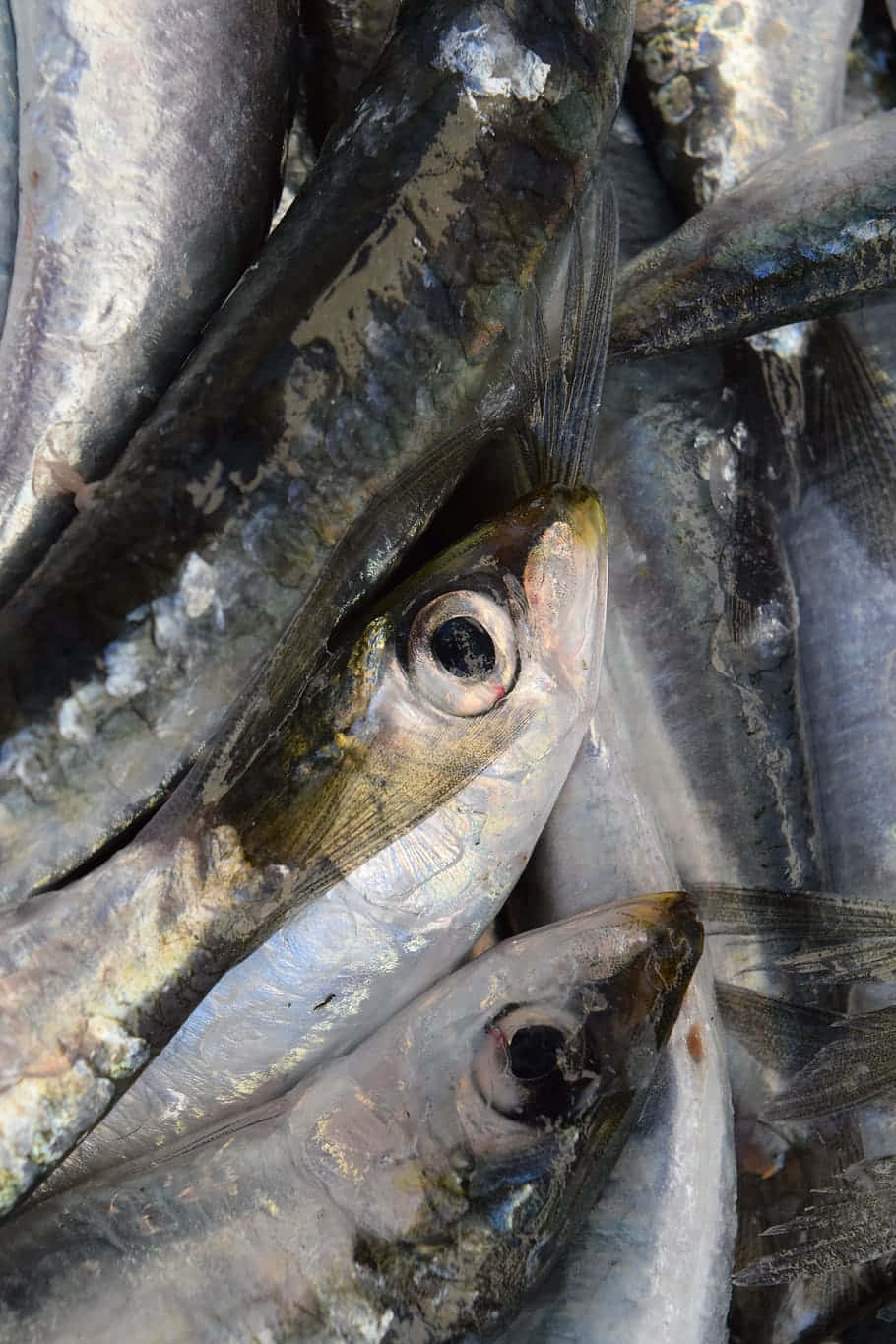  壁紙 — 新鮮銀色魚類堆疊在一起的近距離特寫，魚鱗閃閃發光，眼睛又大又黑。