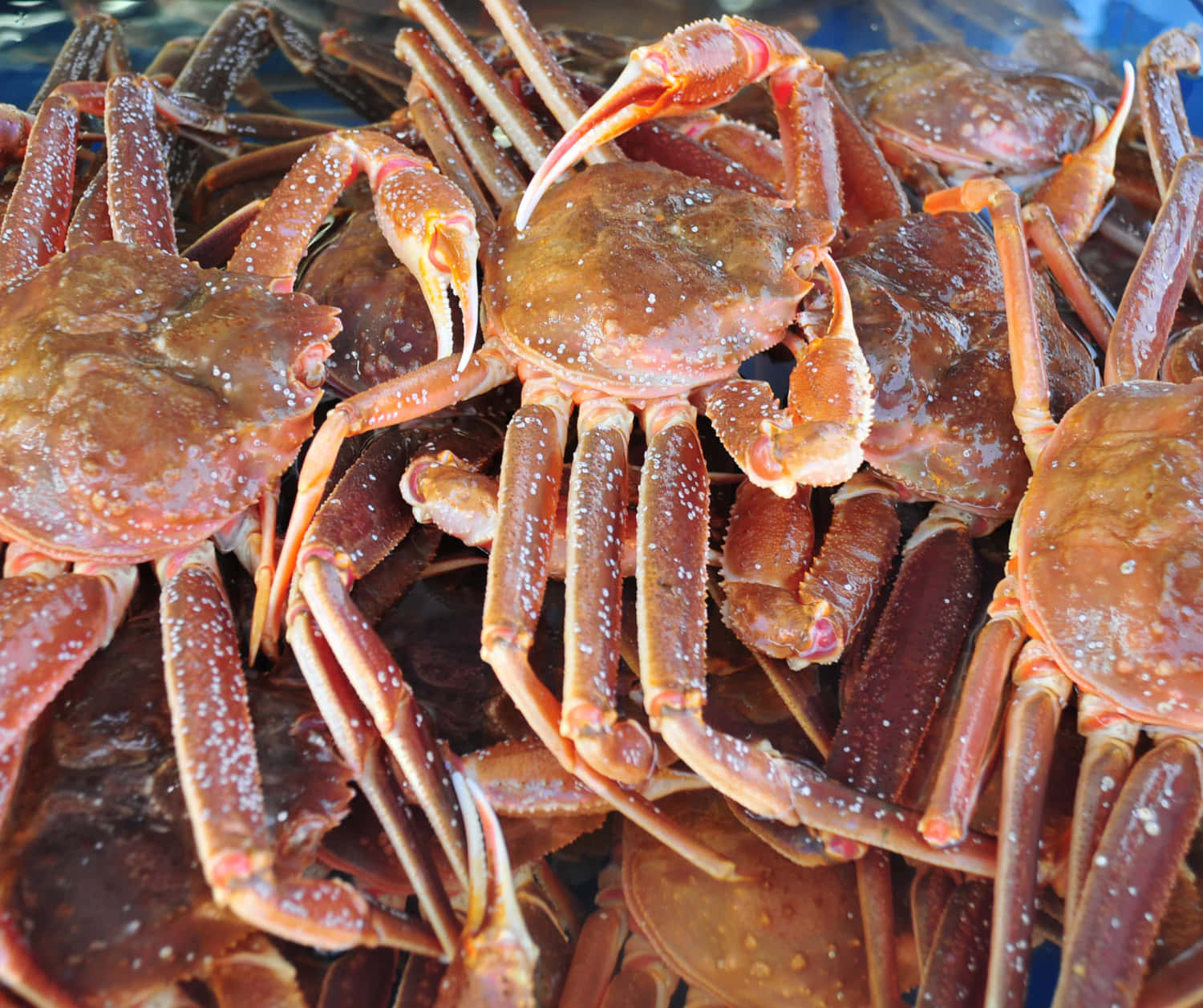  壁紙 — 新鮮雪蟹堆疊在一起的特寫，鹽晶體在其紅褐色外殼上閃閃發光。
