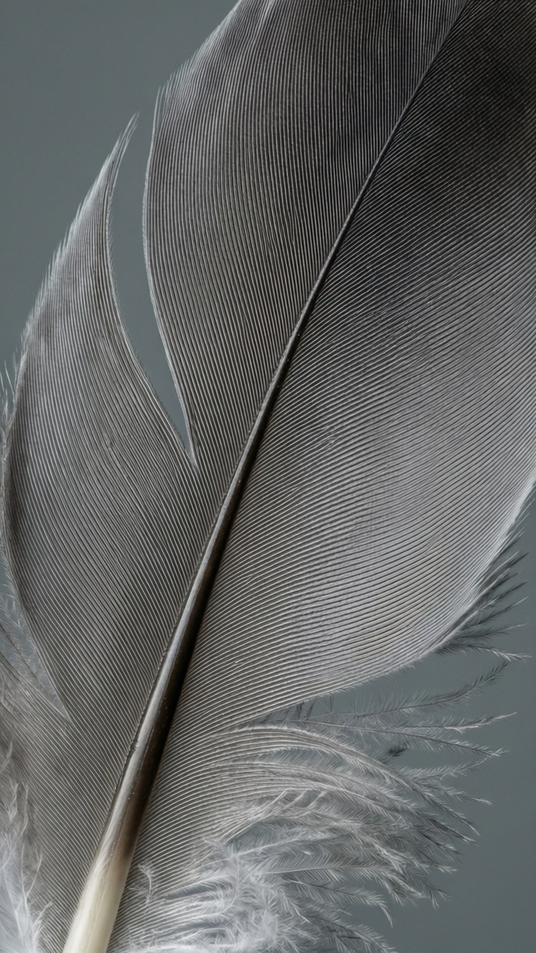Grey Feather Close-up 壁紙 — 灰色羽毛的特寫，帶有細小的羽枝和柔軟蓬鬆的邊緣，背景為柔和的灰色。