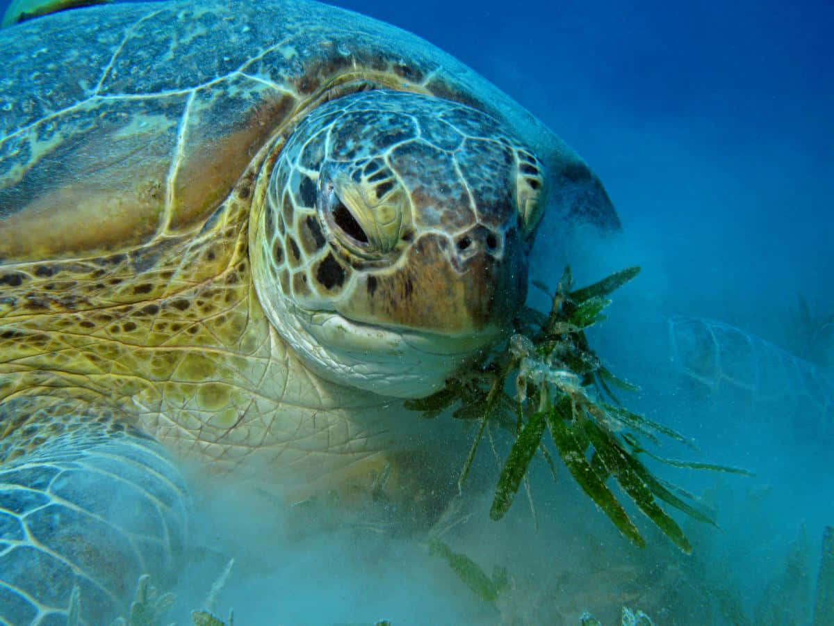  壁紙 — 一隻綠海龜在清澈藍色海水中輕輕咀嚼海草的近距離特寫。
