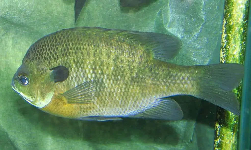  壁紙 — 近距離拍攝一條綠褐色翻車魚在清澈的水族箱水中游動，靠近佈滿藻類的玻璃。