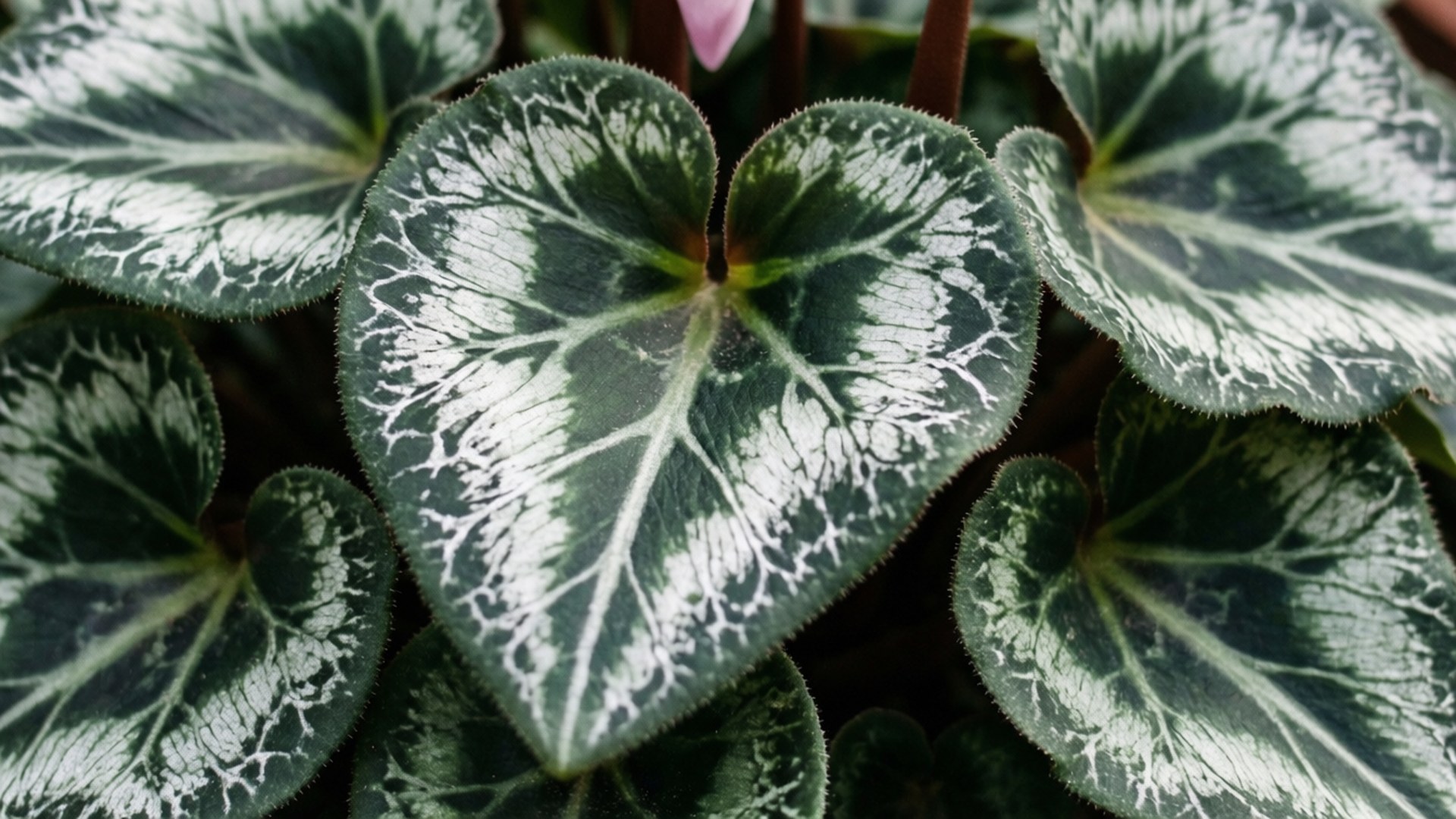 Silver Vein Cyclamen Leaves 壁紙 — 心形葉片特寫，深綠色葉片上帶有複雜的白色葉脈。