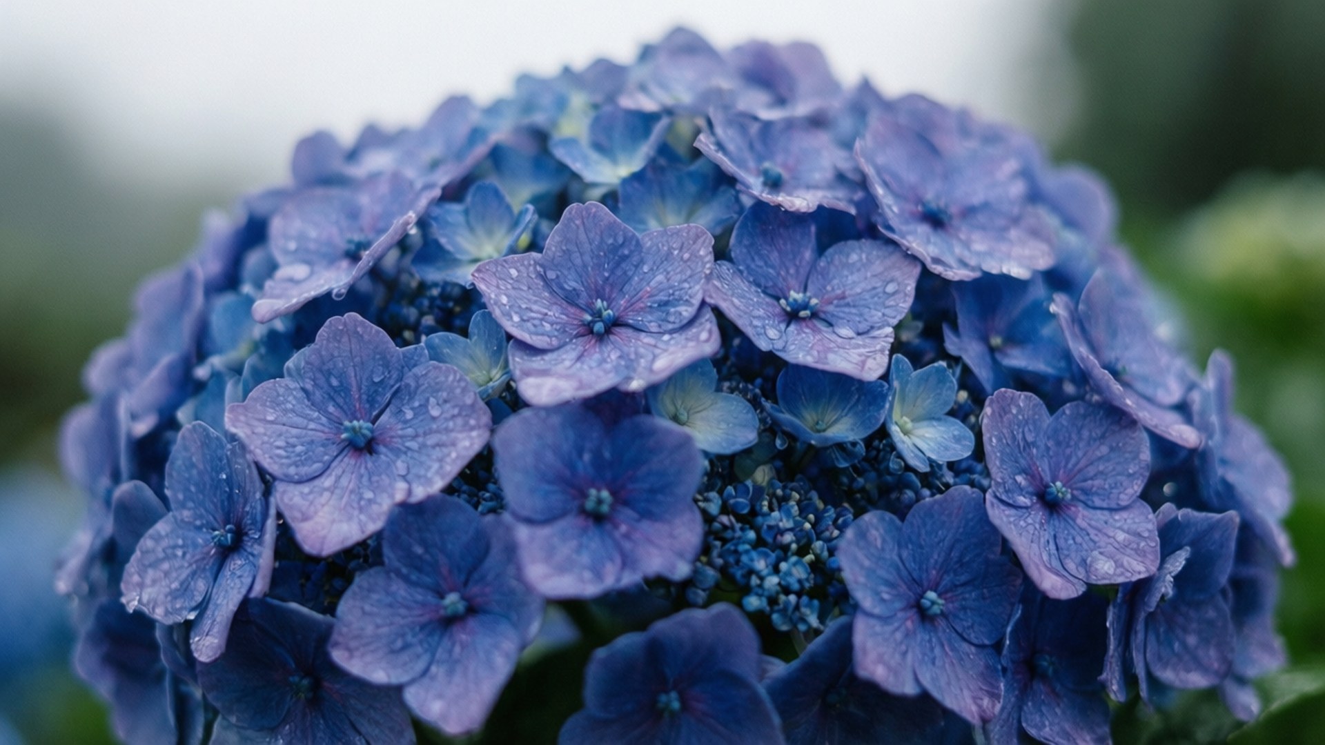 Hydrangea Rain 壁紙 — 近距離拍攝一朵茂盛的藍色繡球花，在柔和模糊的綠色背景下閃爍著露珠。