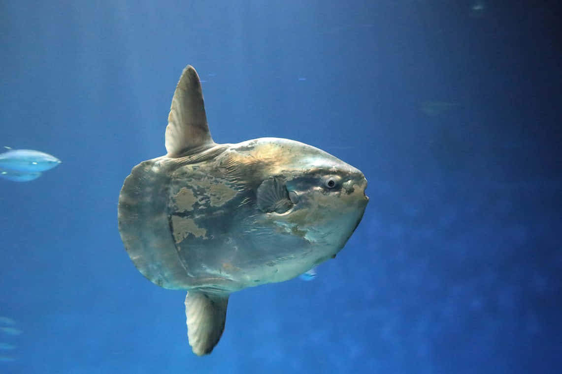  壁紙 — 一條巨大圓形的海洋翻車魚在深藍色海水中滑行，陽光從上方穿透而來的特寫。