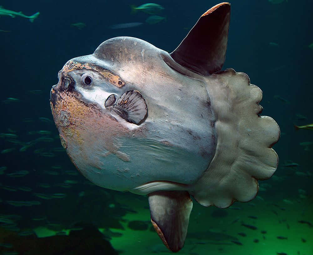  壁紙 — 一條巨大的銀色海洋翻車魚在深藍綠色的水中滑行，附近有小魚游動的特寫。