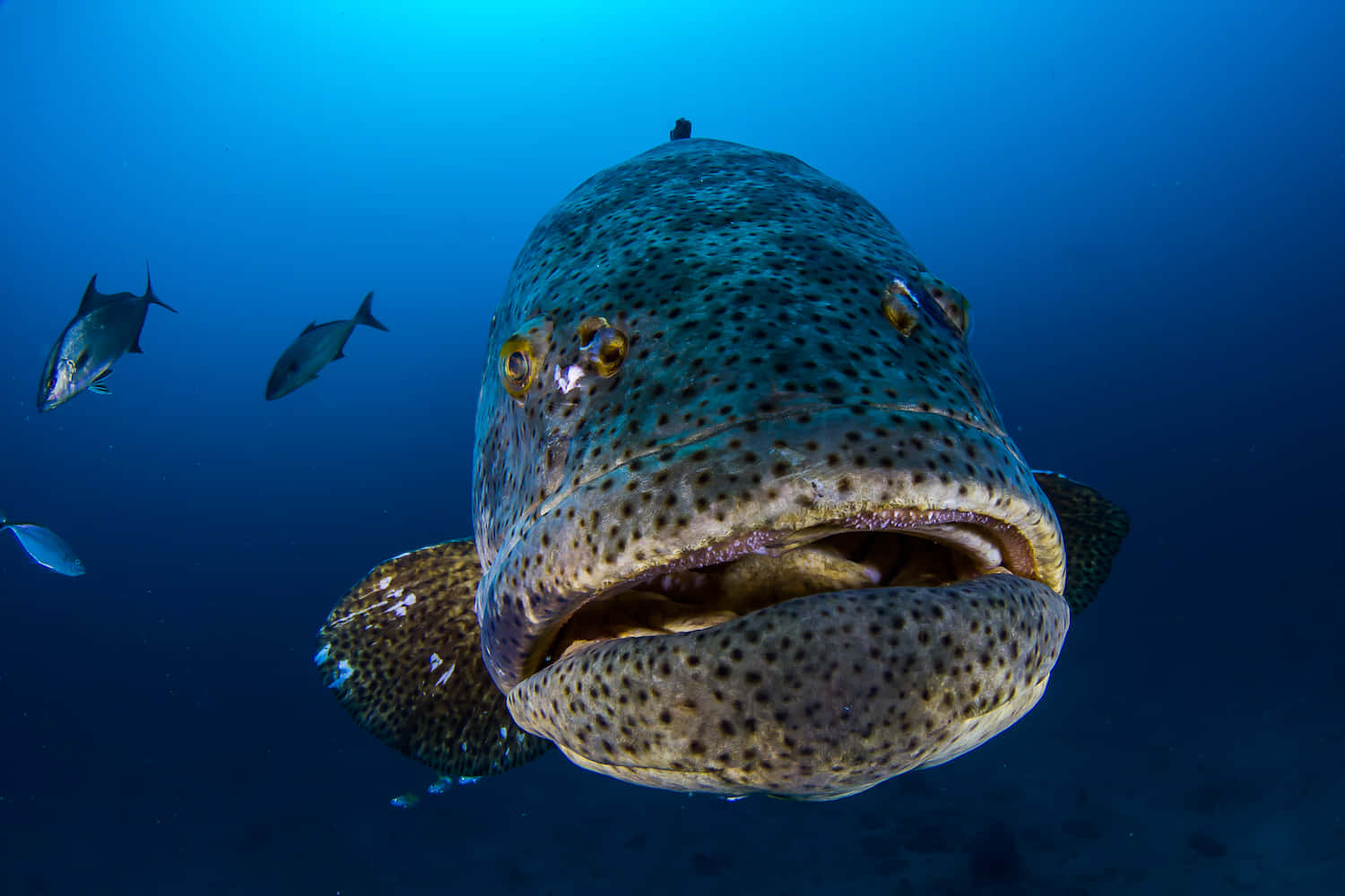  壁紙 — 一條巨大斑點石斑魚在水底直視鏡頭的特寫，附近有小魚游動。