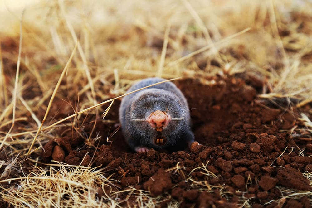 Mole 桌布 壁紙 — 一隻深色毛髮的鼴鼠從新鮮泥土堆中冒出，周圍是乾草的特寫。