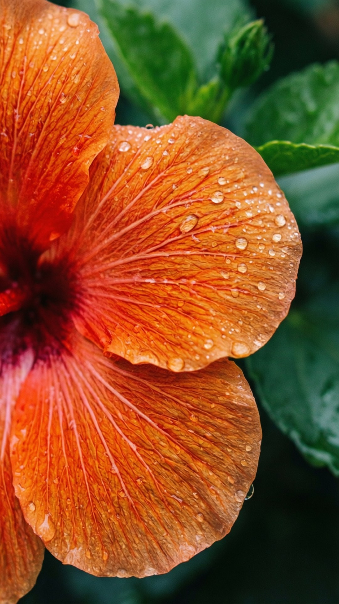 Morning Dew Hibiscus 壁紙 — 鮮豔橙色芙蓉花的特寫，水珠在其有紋理的花瓣上閃閃發光，襯托著茂盛的綠葉。