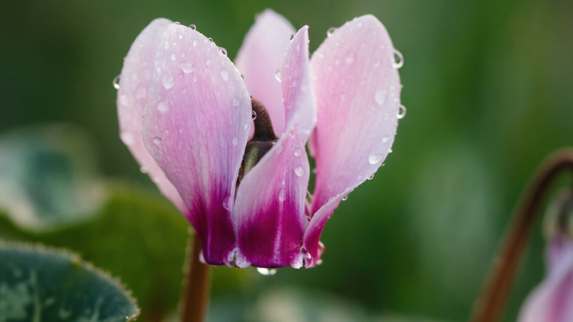 Cyclamen with Raindrops 壁紙 — 粉紅色仙客來花的特寫，花瓣上閃爍著露珠，背景是柔和的綠色。