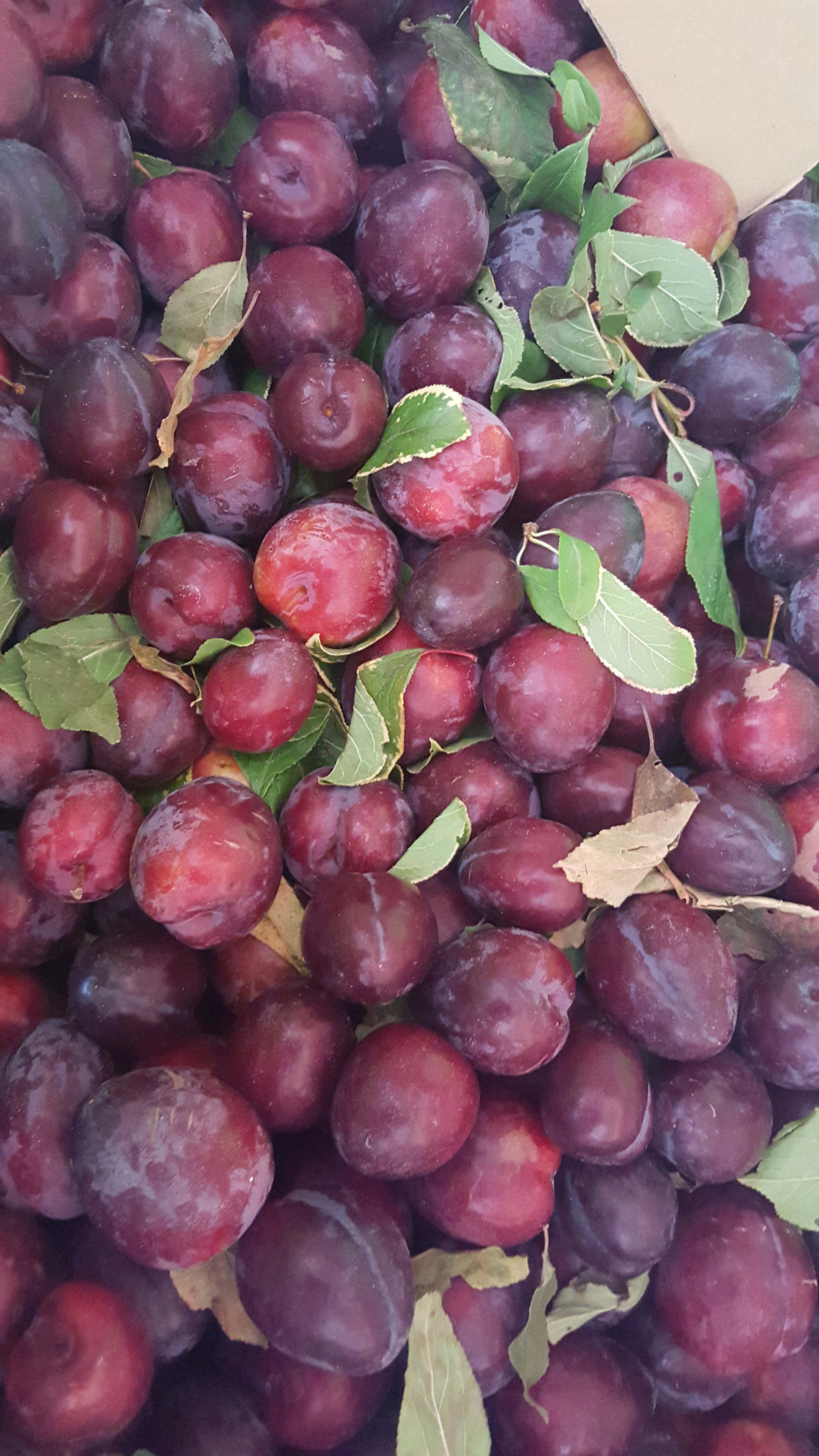 Purple Plums 桌布 壁紙 — 肥美深紫色李子特寫，綠色葉子散落其中。