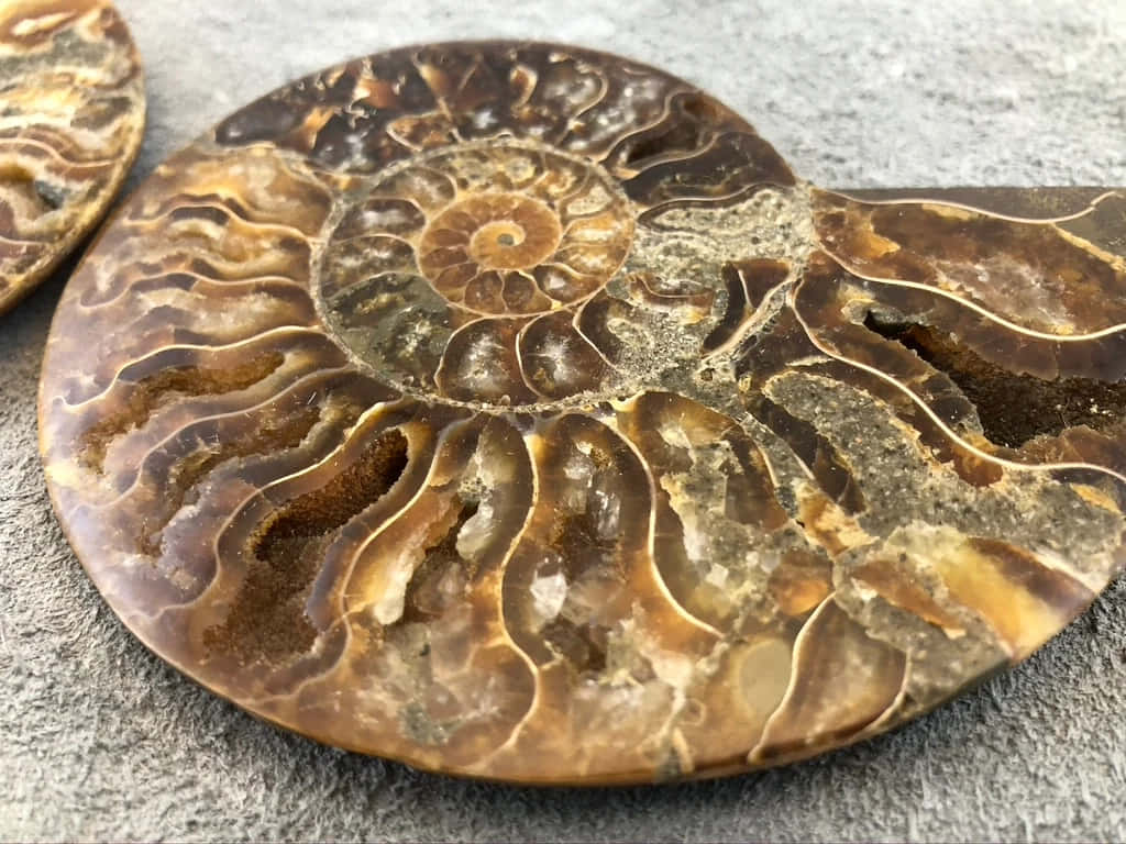  壁紙 — 拋光菊石化石的近距離特寫，在灰色石面上展現出複雜的螺旋狀腔室，呈現大地色調的棕色和棕褐色。